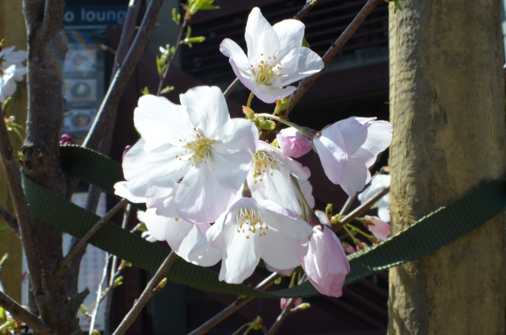 Japantown Blossoms